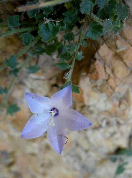 Campanula fragilis subsp. cavolinii / Campanula napoletana